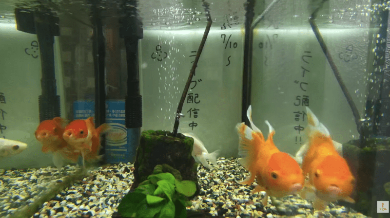 マックん金魚水槽ライブカメラ(静岡県浜松市中央区)