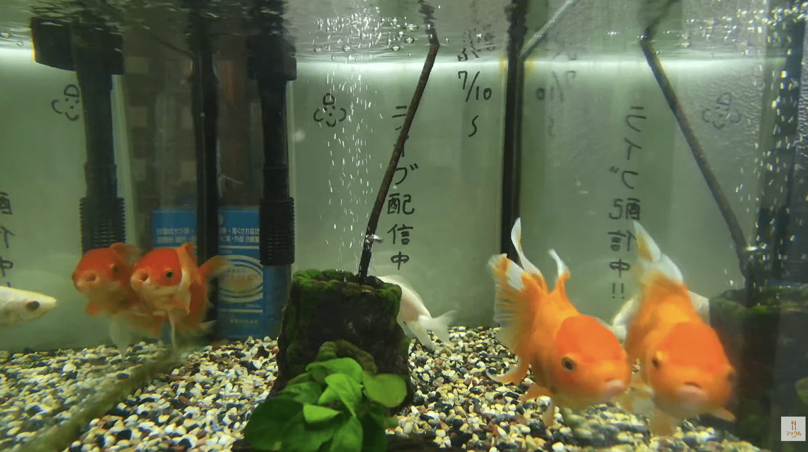 マックん金魚水槽ライブカメラ(静岡県浜松市中央区)