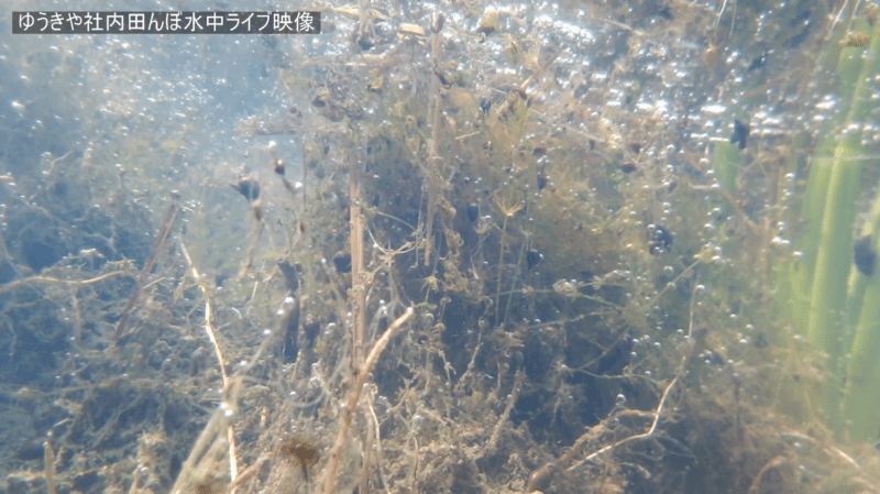 ゆうきや田んぼ水中ライブカメラ(埼玉県久喜市西大輪)