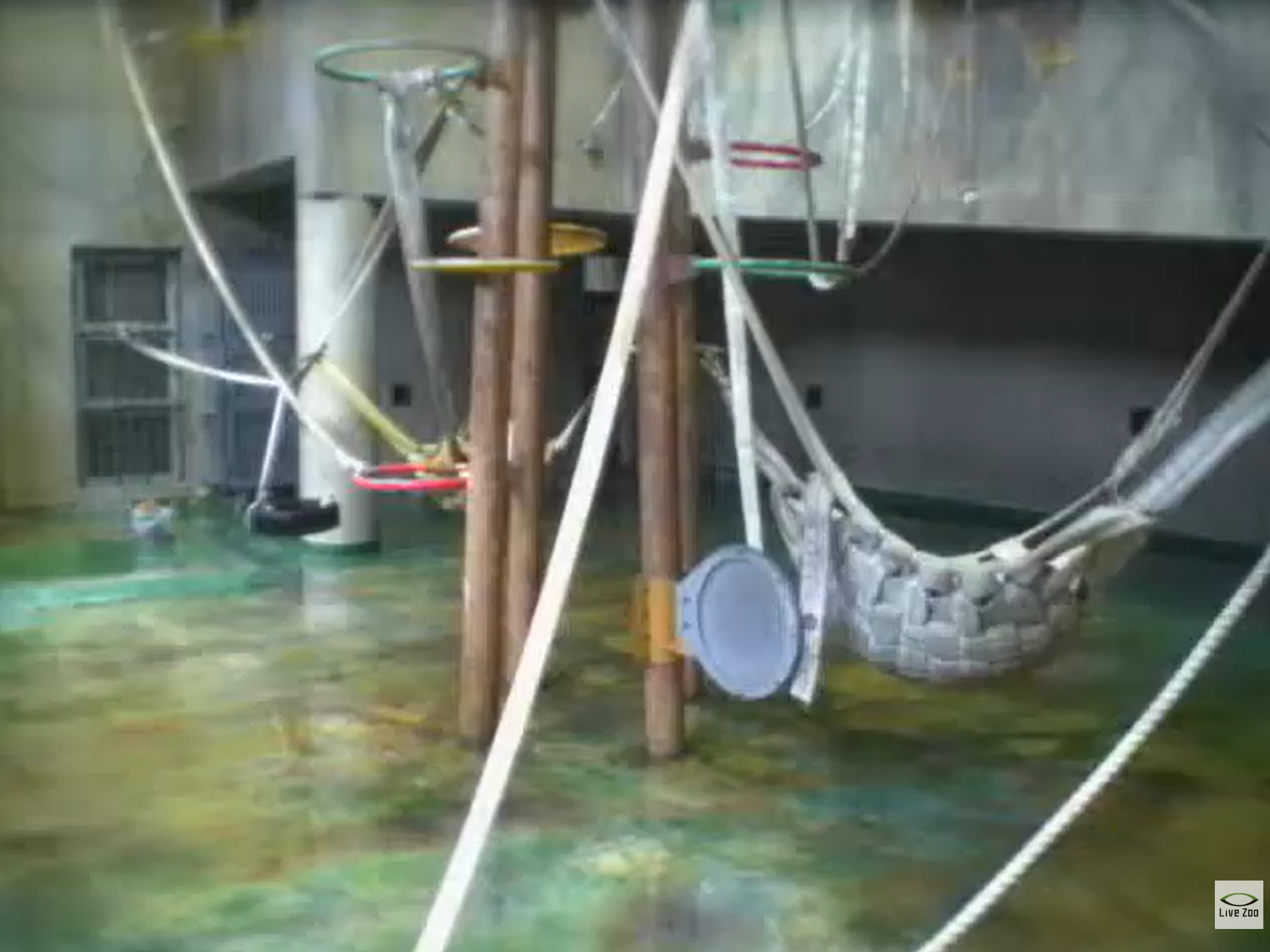 旭山動物園ちんぱんじー館ロープエリアライブカメラ(北海道旭川市東旭川町倉沼)