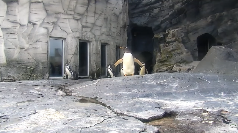 旭山動物園ペンギン放飼場ライブカメラ(北海道旭川市東旭川町倉沼)