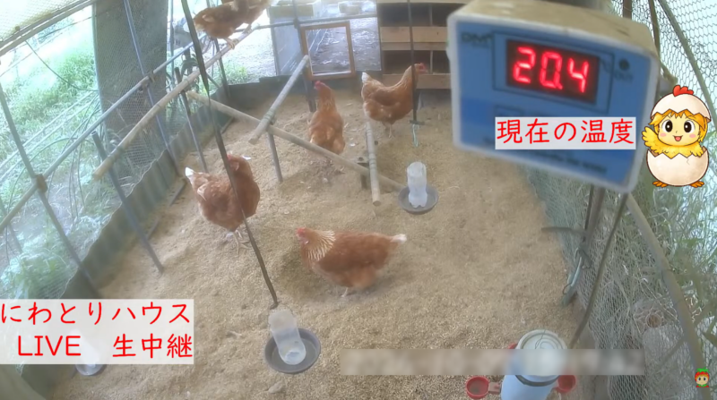 きむら農園にわとり小屋ライブカメラ(島根県大田市久利町久利)